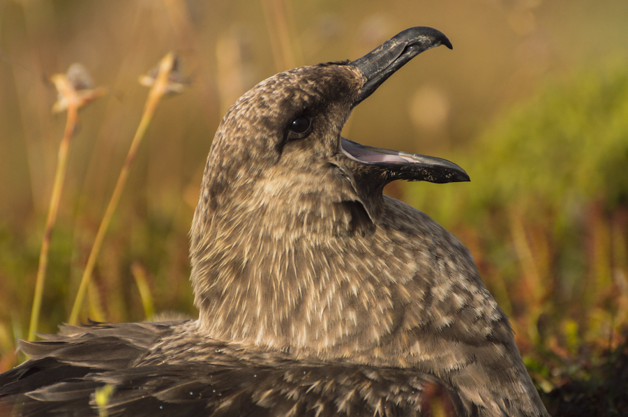 Falkland Skua