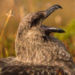 Falkland Skua