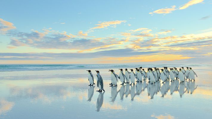 falkland_20170121_49503__02