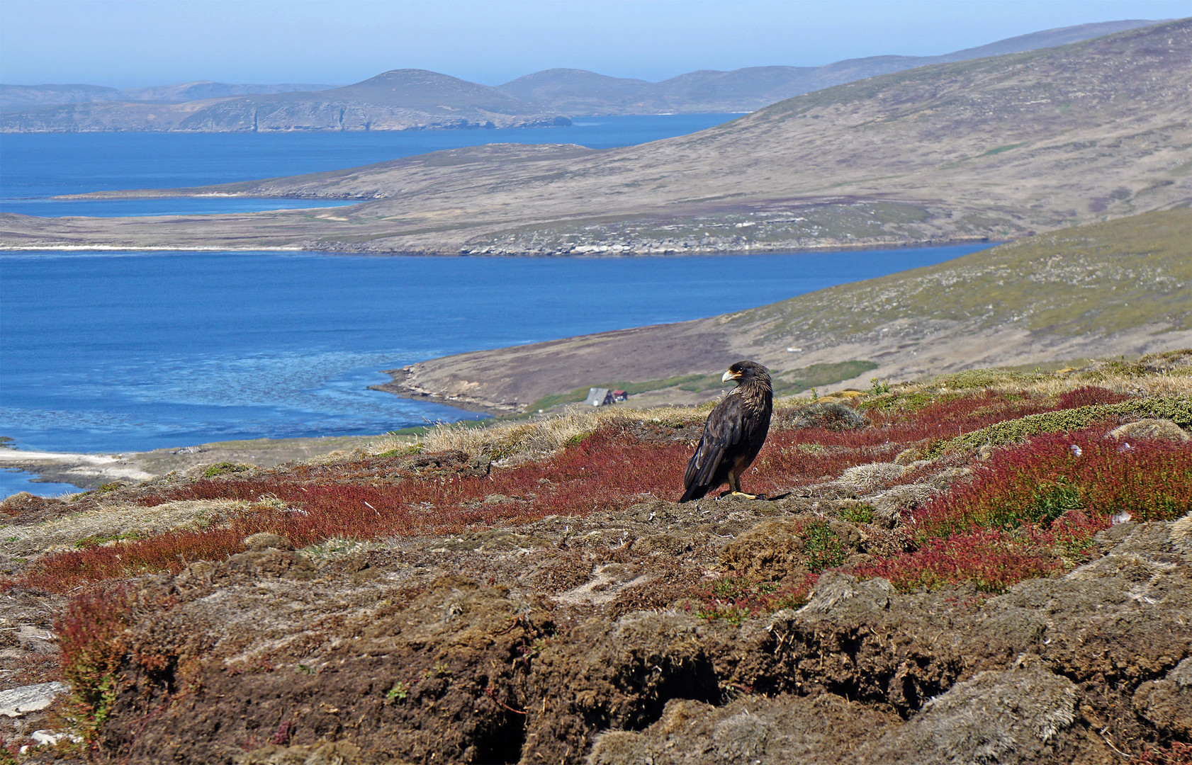 Falklandkarakara