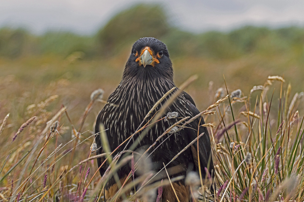 Falklandkarakara (Männchen)