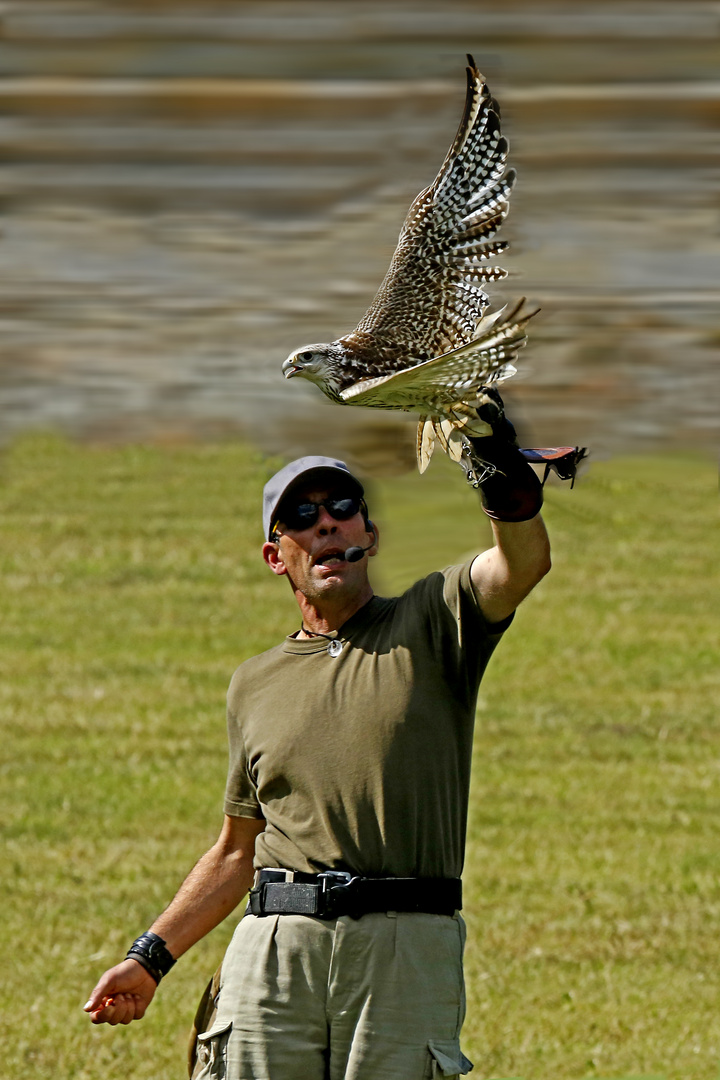 Falkner