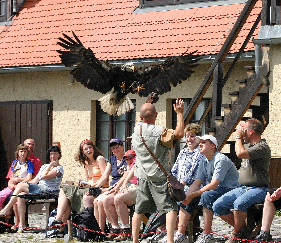 Falkner auf Burg Falkenstein bei der Arbeit