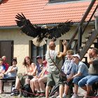 Falkner auf Burg Falkenstein bei der Arbeit