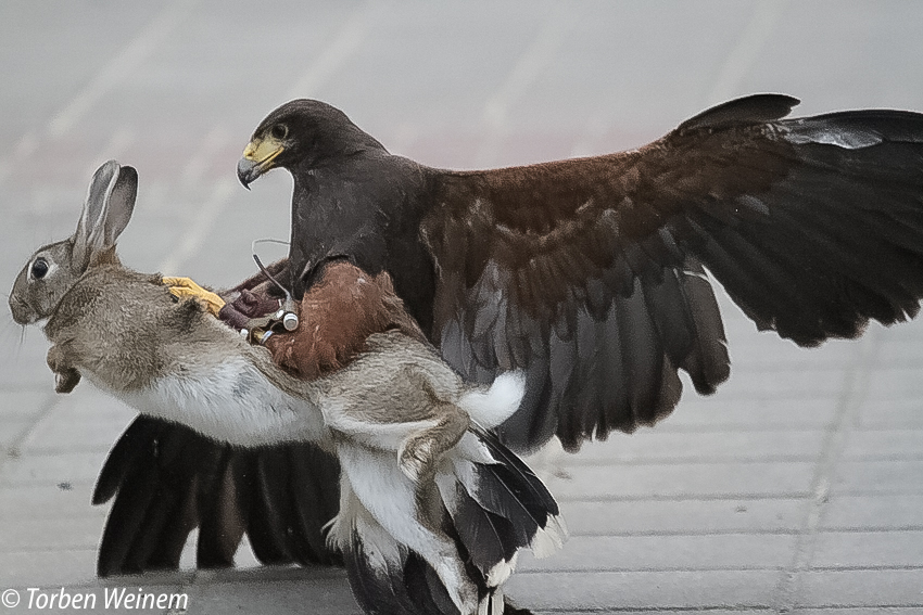 Falkner bei der Arbeit 4