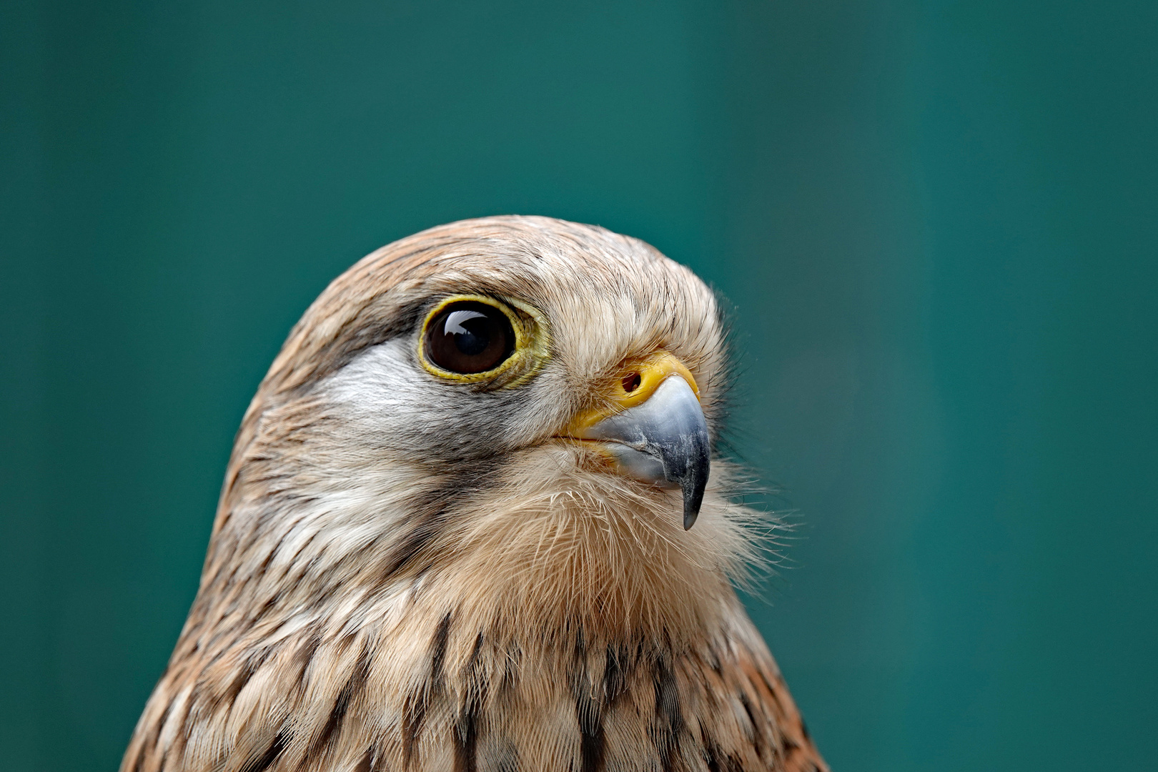 Falkner für einen Tag