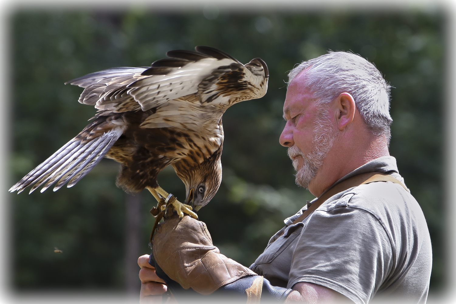 Falkner im Wildpark Gangelt