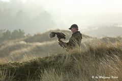 Falkner mit einem Harris Hawk