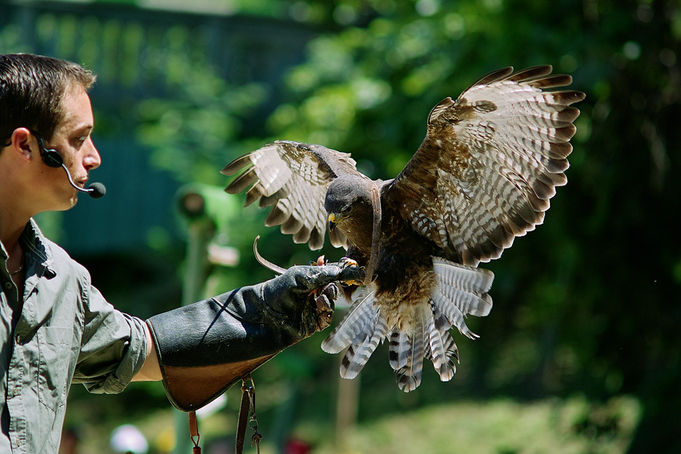 Falkner mit Greifvogel Foto &amp; Bild tiere, zoo, wildpark