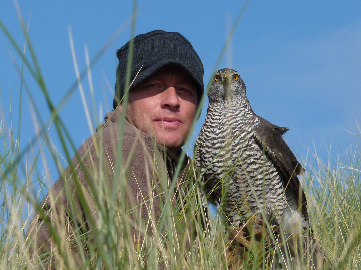 Falkner mit Habicht in den Dünen von Norderney