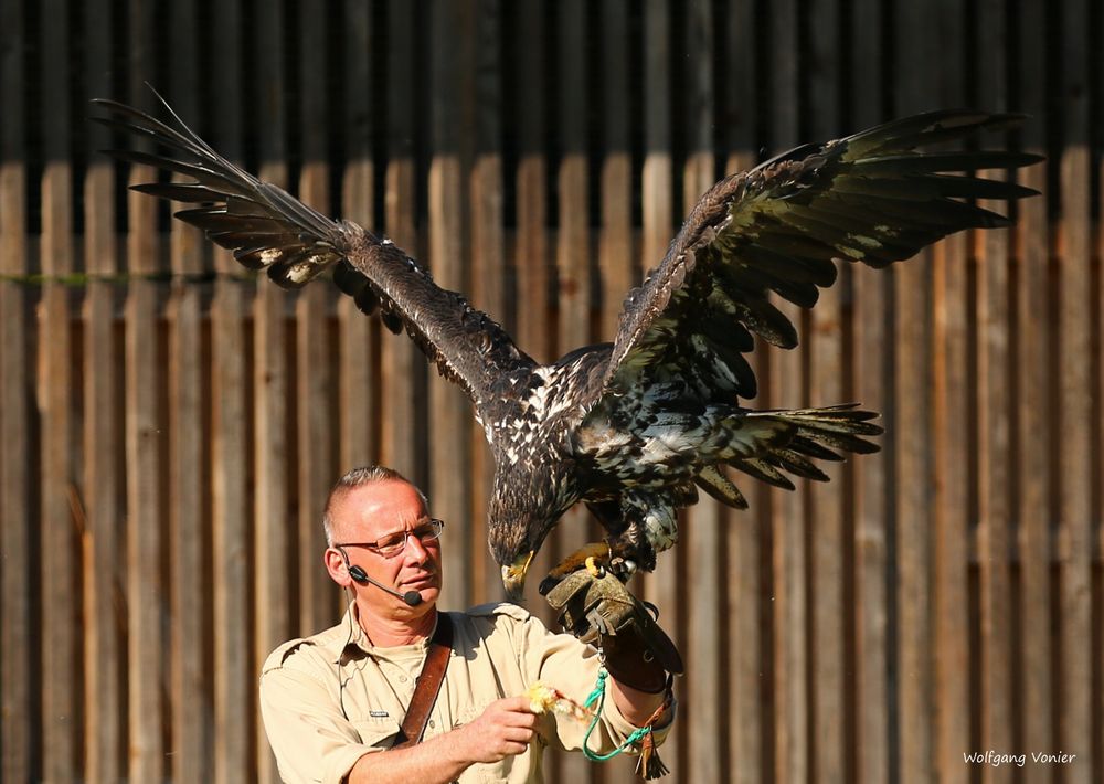 Falkner mit Seeadler