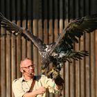 Falkner mit Seeadler