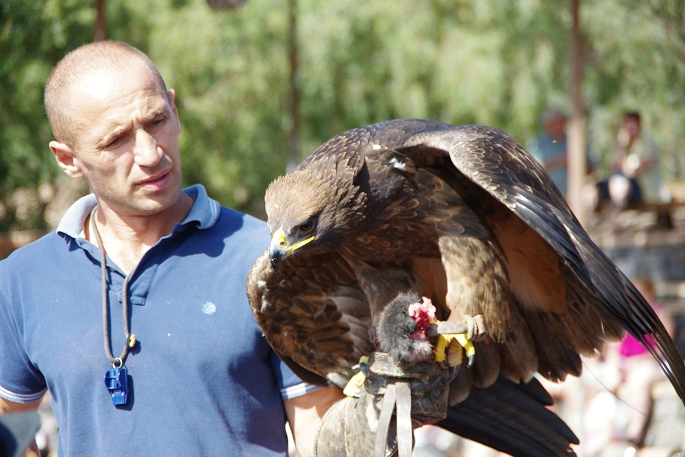 Falkner mit seinem Schützling