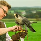 Falkner mit Wanderfalke