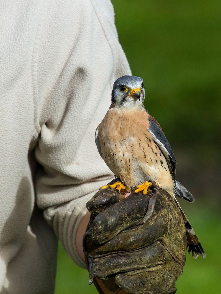 Falkner und Falke