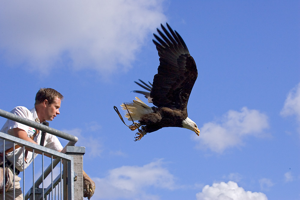 Falkner wirft Weißkopf-Seeadler übers Geländer in den Abgrund ;-)