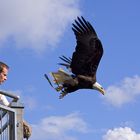 Falkner wirft Weißkopf-Seeadler übers Geländer in den Abgrund ;-)