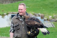 Falkner Wolfgang mit Steinadler "Zar" im Wildpark Lünebürger Heide