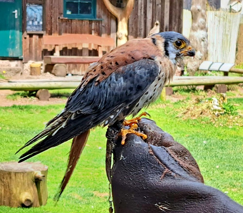 Falknerei am Rennsteig Foto & Bild | deutschland, europe, thüringen ...