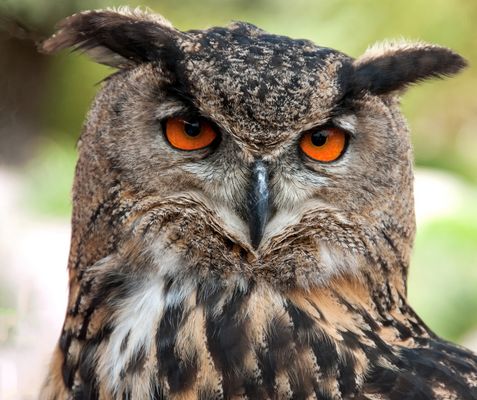 Falknerei auf der Augustusburg