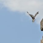 Falknerei Burg Beilstein