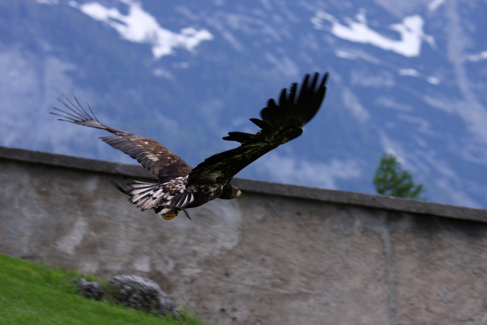 falknerei burg hohenwerfen