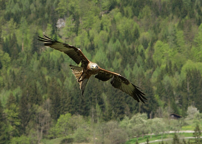 Falknerei Hohenwerfen 3