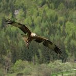 Falknerei Hohenwerfen 3