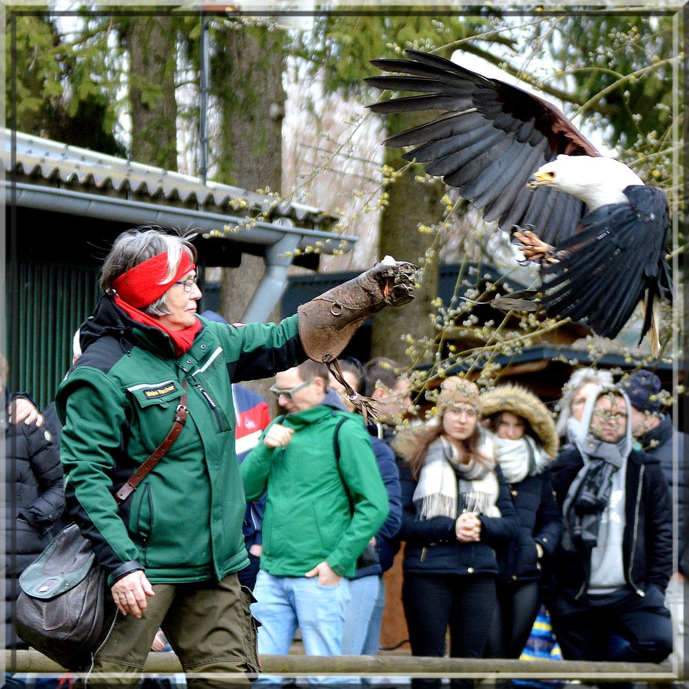 Falknerei im Wildpark Hellenthal / Eifel