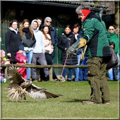 Falknerei im Wildpark Hellenthal / Eifel