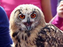 Falknerei im Wildpark Neuhaus, Solling