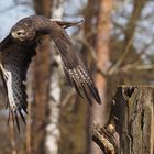 Falknerei in der Alten Fasanerie Kleinauheim