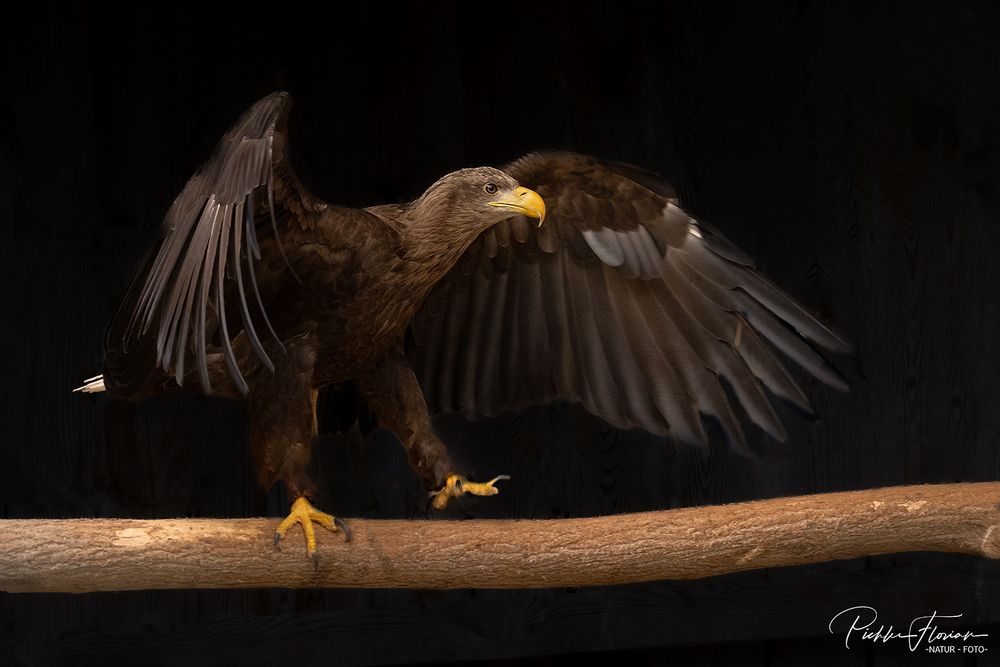 Falknerei-junger Seeadler