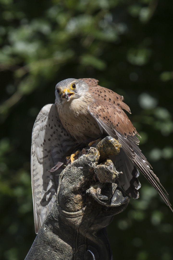 Falknerei Landung Falke