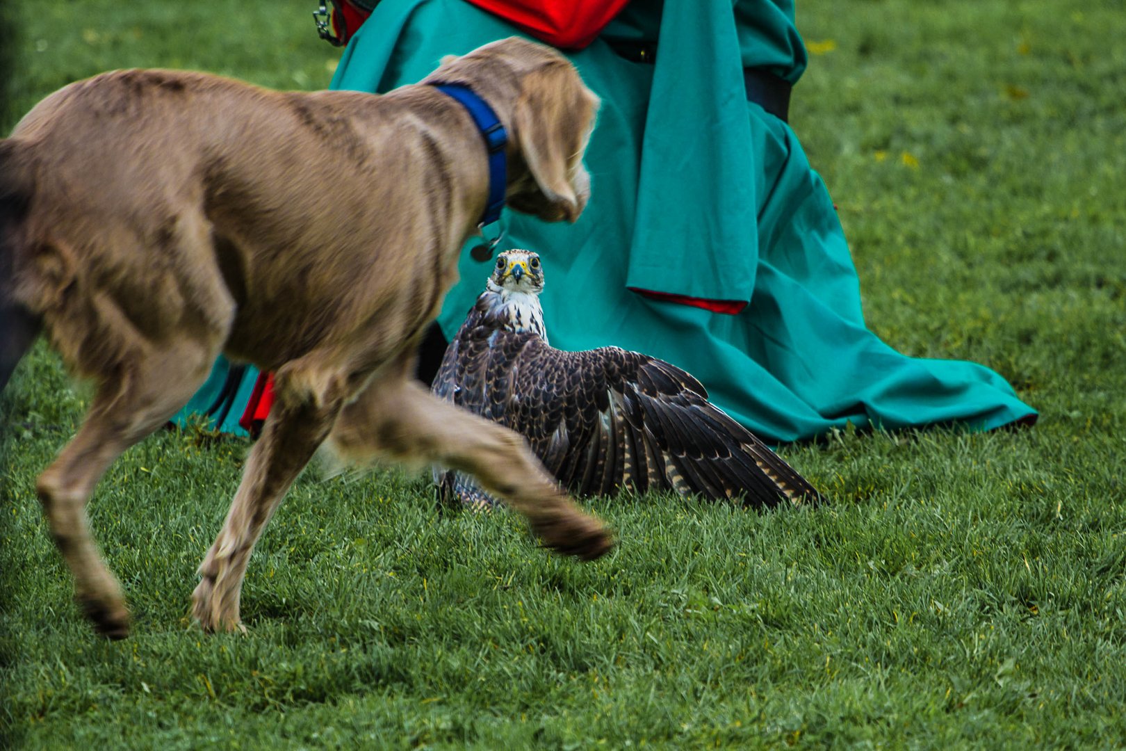 Falknerei und Jagd auf der Rosenburg