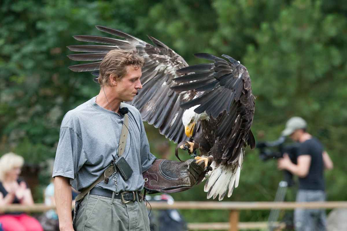 Falknerei Wiesentgehege III