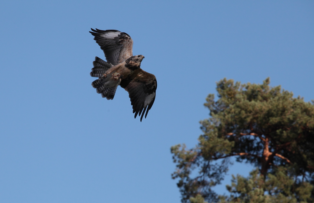 Falknerei Wildpark "Alte Fasanerie" 2