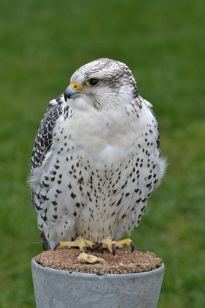 Falknerei / Wildpark auf dem Potzberg