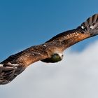 Falknerei Workshop bei schönstem Wetter