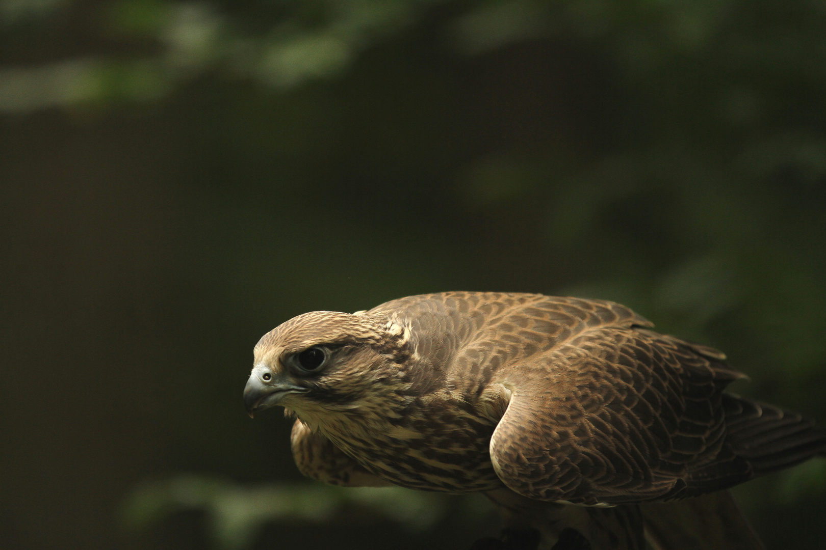 Falknerei Zoo Kaiserslautern