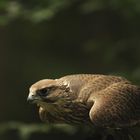 Falknerei Zoo Kaiserslautern