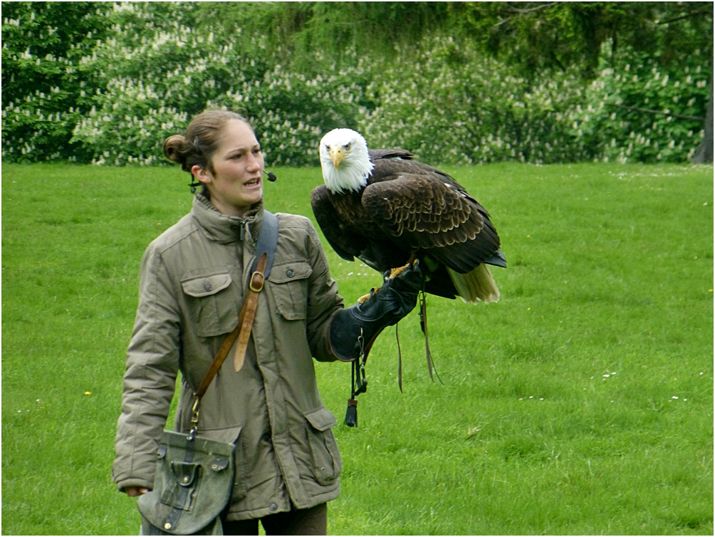 Falknerin mit Weißkopfseeadler (2)