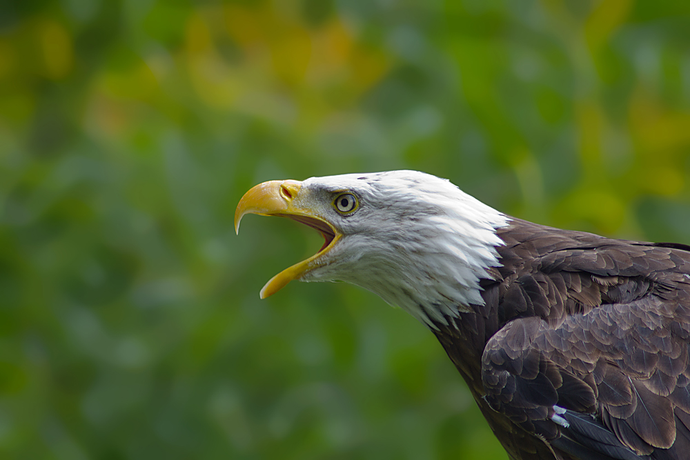 Falknershow im Wildgehege Moritzburg