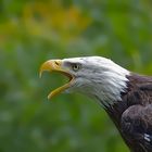 Falknershow im Wildgehege Moritzburg