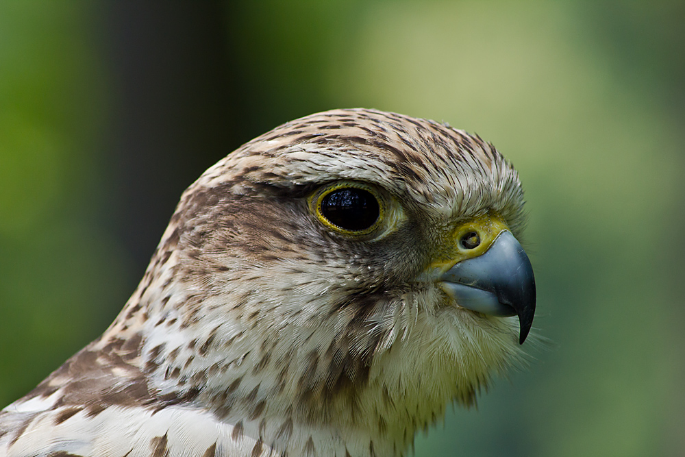 Falknershow im Wildgehege Moritzburg