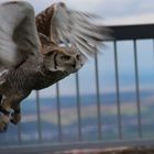 Falknerspektakel auf dem Hohenneuffen