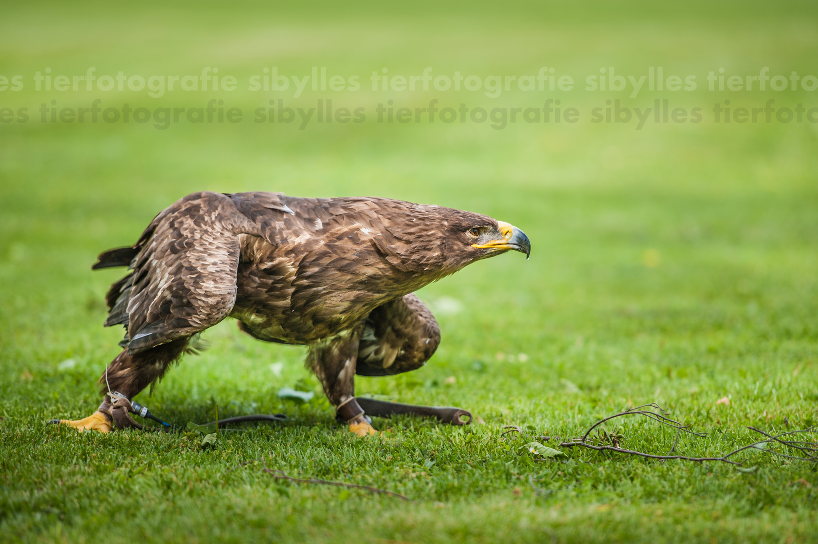 Falknervorführung in Tengen