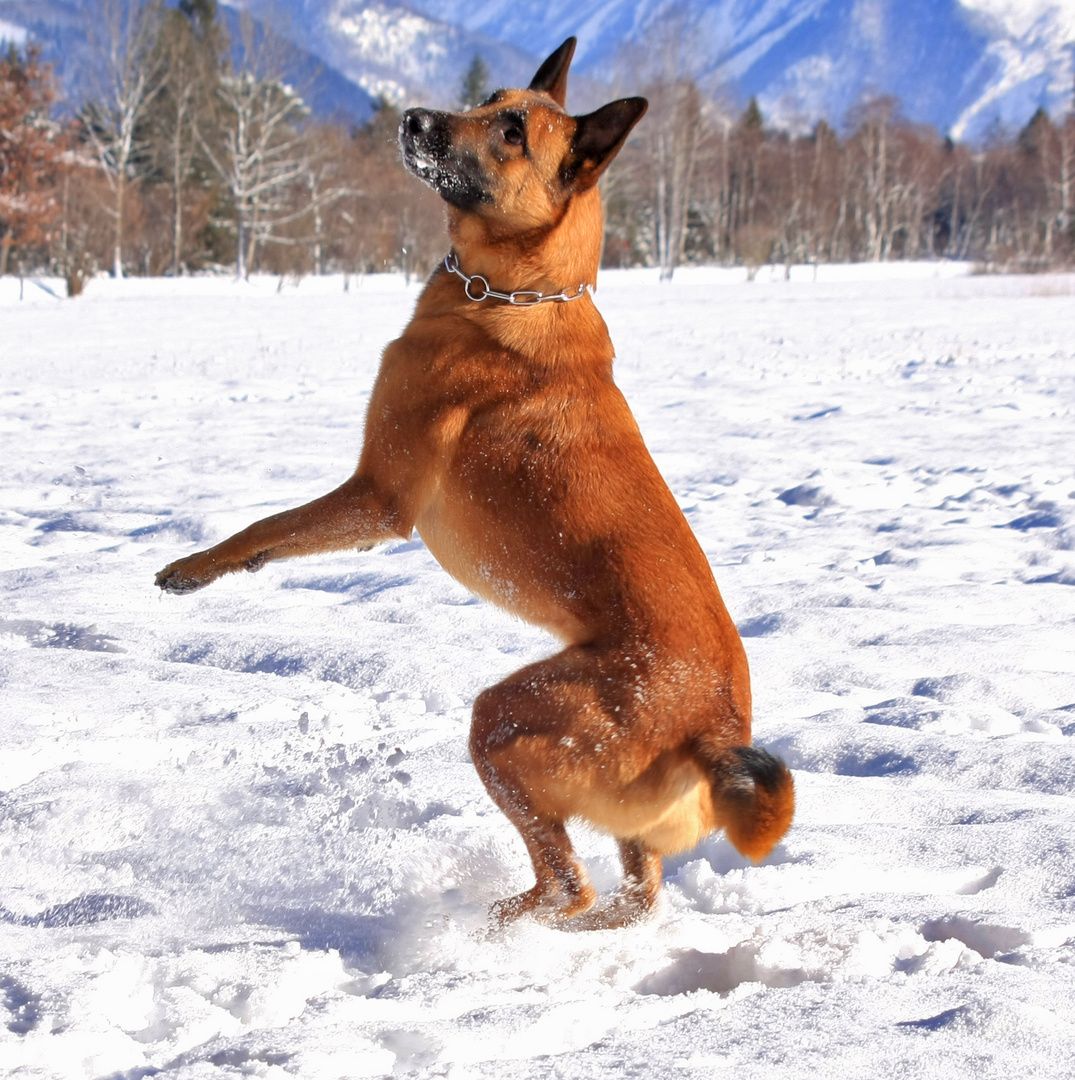 Falko im Schnee