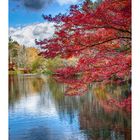 FALL- 2015 #13