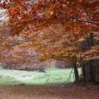 Fall 2021 foliage - Autunno 2021, Abruzzo